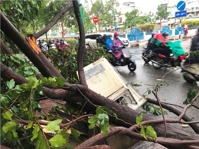 Mưa lớn chiều nay ở TPHCM: Cây đổ đè gẫy tụ điện, nhiều người tháo chạy - ảnh 1