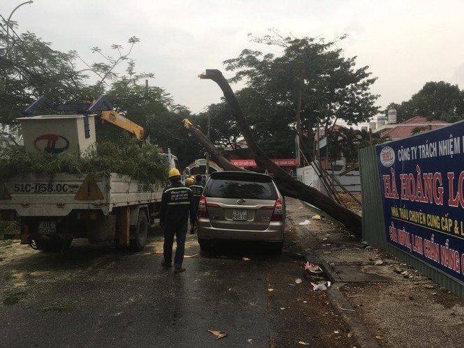 Cây xanh ngã đè bẹp ô tô trên phố Sài Gòn - ảnh 2