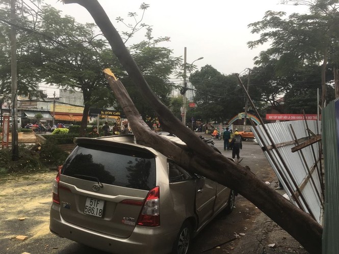 Cây xanh ngã đè bẹp ô tô trên phố Sài Gòn - ảnh 1