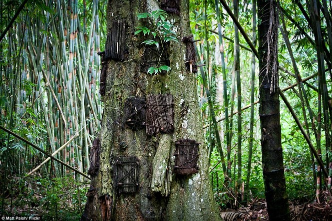 Rùng mình với mộ cây hài nhi ở rừng già Indonesia - ảnh 3