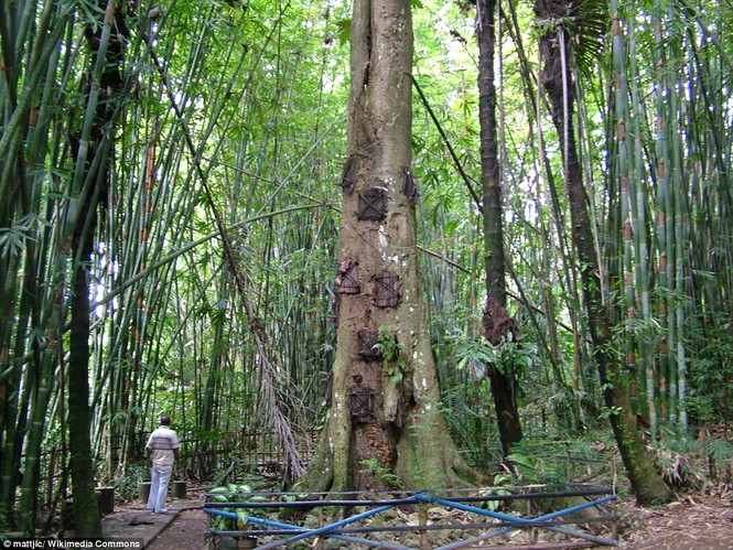 Rùng mình với mộ cây hài nhi ở rừng già Indonesia - ảnh 1