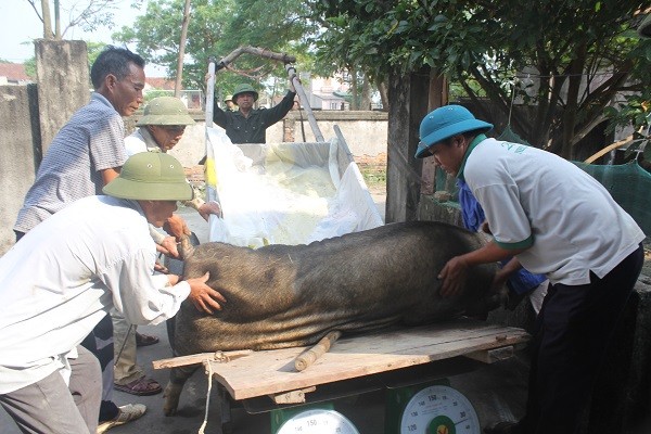 Vò đầu bứt tai, trắng đêm ngó lợn bỏ ăn nằm li bì - ảnh 1