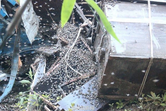 Xe chở ong lật nhào, 2 triệu con ong bay kín trời - ảnh 4