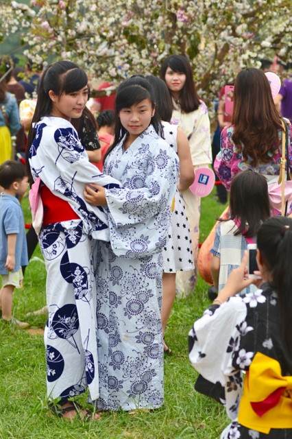 Thiếu nữ Hà thành diện Yukata khoe sắc bên hoa anh đào - ảnh 12
