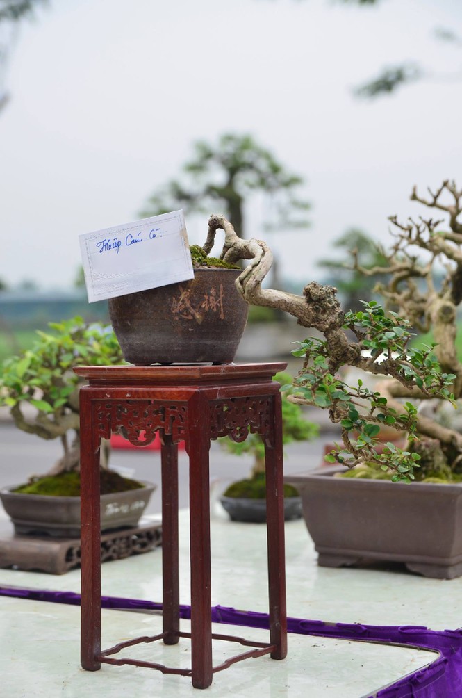 Festival sinh vật cảnh - ảnh 5
