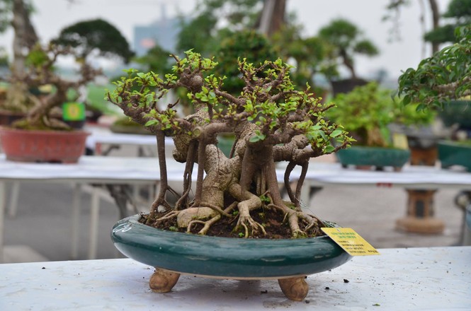 Festival sinh vật cảnh - ảnh 19