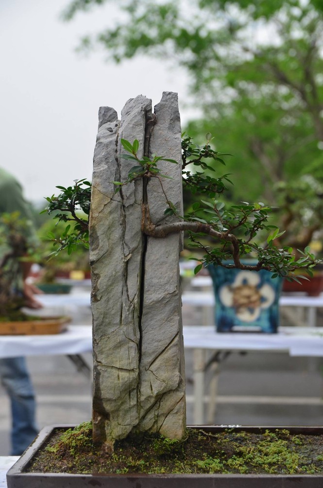 Festival sinh vật cảnh - ảnh 20