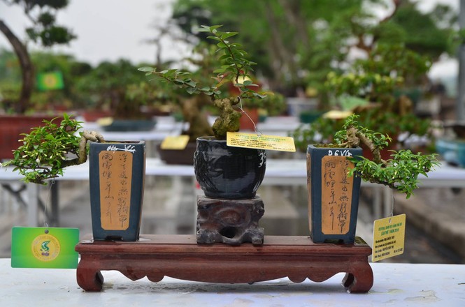 Festival sinh vật cảnh - ảnh 9