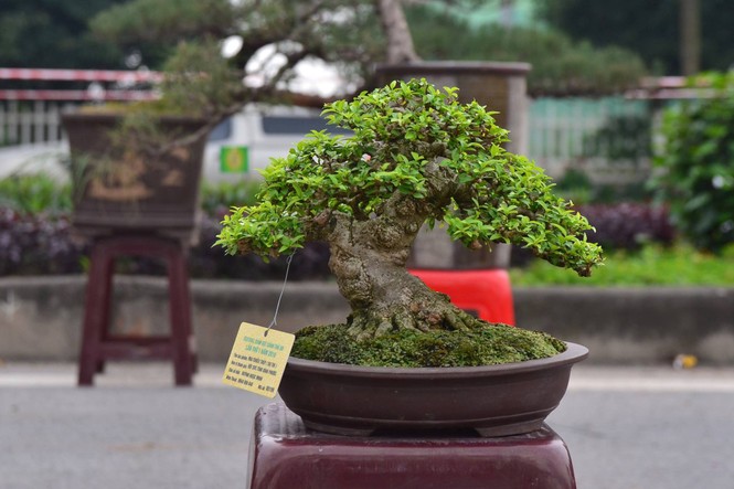 Festival sinh vật cảnh - ảnh 8