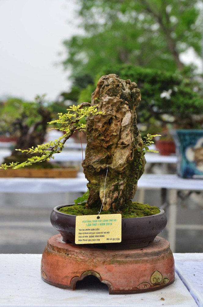 Festival sinh vật cảnh - ảnh 7