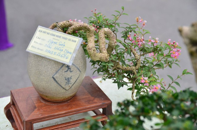 Festival sinh vật cảnh - ảnh 3