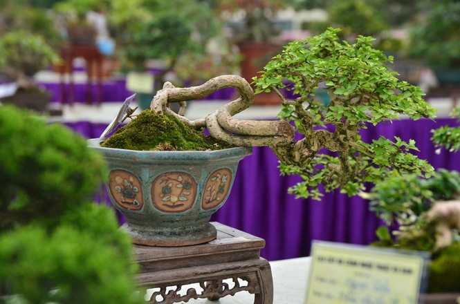 Festival sinh vật cảnh - ảnh 2