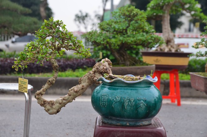 Festival sinh vật cảnh - ảnh 4