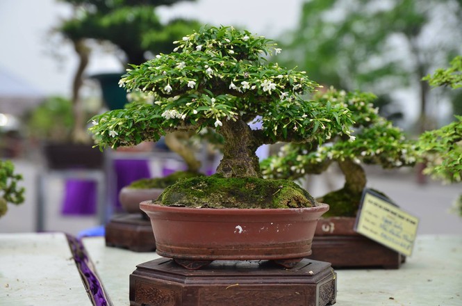 Festival sinh vật cảnh - ảnh 6