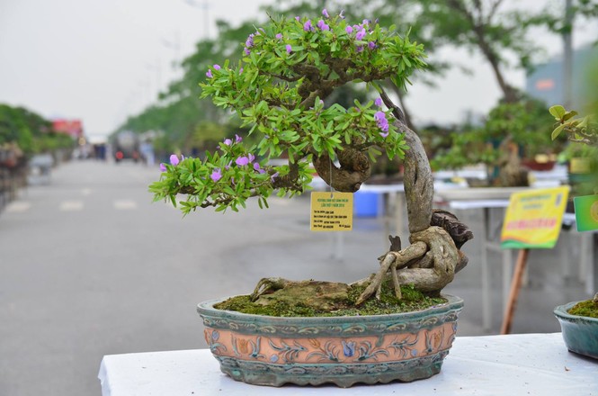Festival sinh vật cảnh - ảnh 18