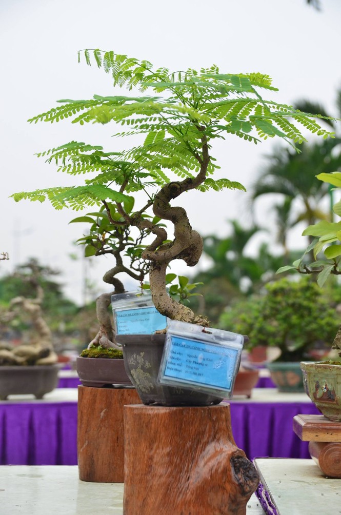 Festival sinh vật cảnh - ảnh 12