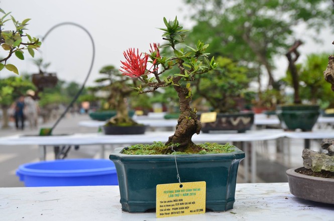 Festival sinh vật cảnh - ảnh 14