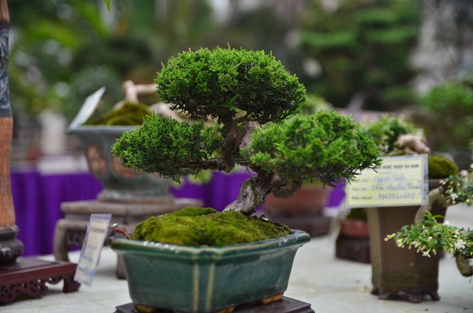 Festival sinh vật cảnh - ảnh 15