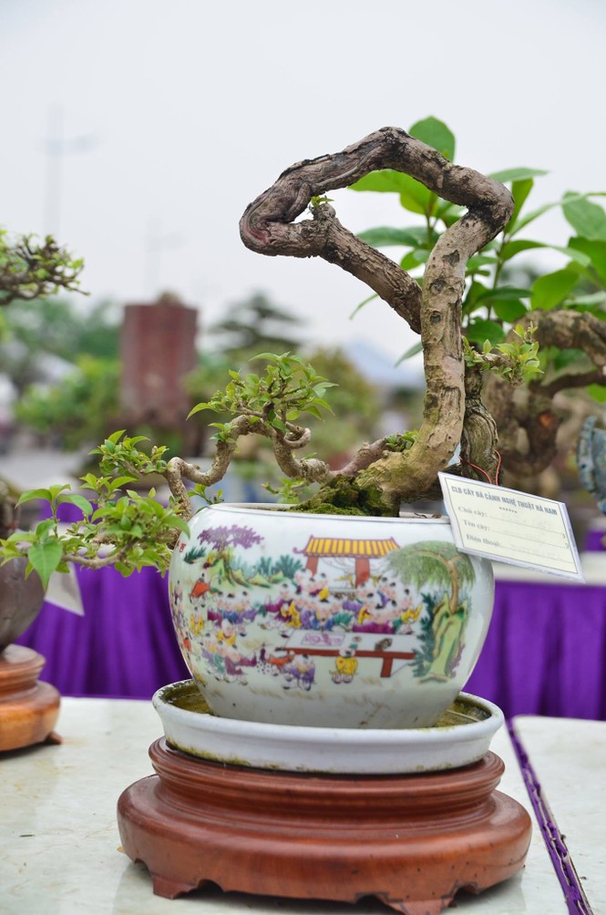 Festival sinh vật cảnh - ảnh 10