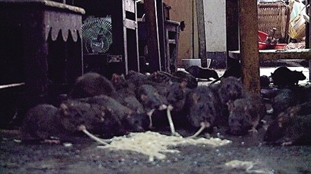 Kinh hãi phát hiện cụ ông 70 tuổi nuôi... 200 con chuột trong nhà - ảnh 1