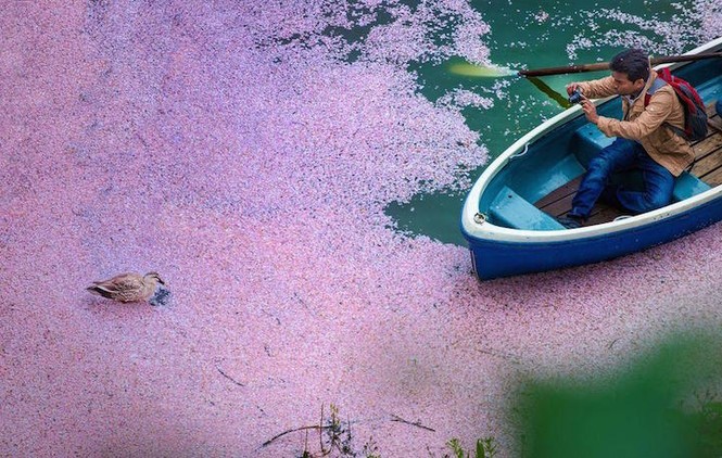 'Biển hoa anh đào' đẹp ngỡ ngàng ở Nhật Bản - ảnh 9