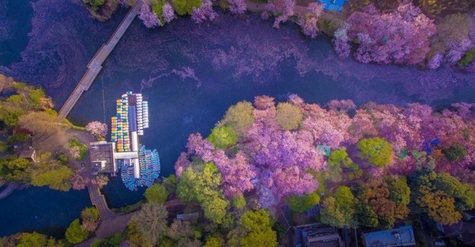 'Biển hoa anh đào' đẹp ngỡ ngàng ở Nhật Bản - ảnh 5