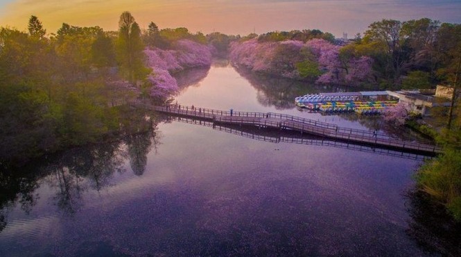 'Biển hoa anh đào' đẹp ngỡ ngàng ở Nhật Bản - ảnh 8