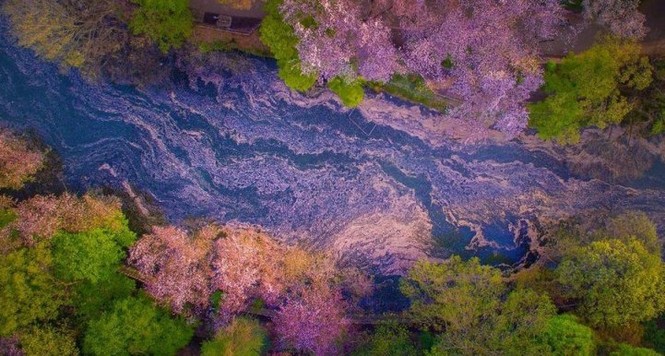'Biển hoa anh đào' đẹp ngỡ ngàng ở Nhật Bản - ảnh 4