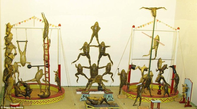 Ngắm ếch tập gym, chơi bài... trong bảo tàng độc nhất vô nhị - ảnh 4
