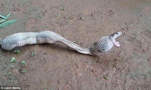 Hổ mang chúa quằn quại nôn ra 6 quả trứng lớn - ảnh 2