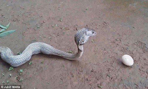 Hổ mang chúa quằn quại nôn ra 6 quả trứng lớn - ảnh 4