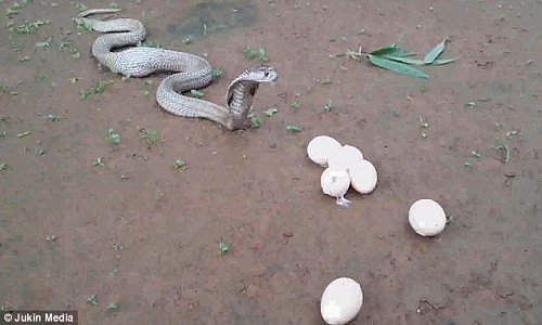 Hổ mang chúa quằn quại nôn ra 6 quả trứng lớn - ảnh 6