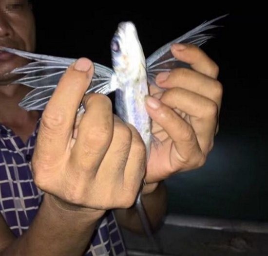 Bắt được 'quái ngư' có cánh và 6 chân - ảnh 2