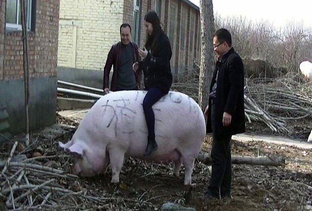 Chú lợn khổng lồ dài 2m, nặng 750kg, đoạt ngôi ‘Vua Hợi’ - ảnh 3