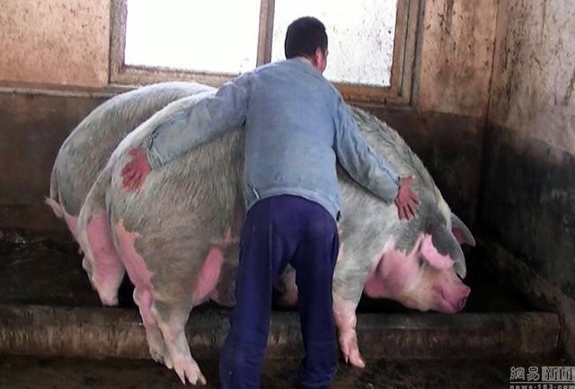 Chú lợn khổng lồ dài 2m, nặng 750kg, đoạt ngôi ‘Vua Hợi’ - ảnh 4