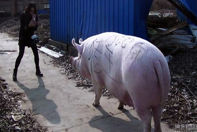 Chú lợn khổng lồ dài 2m, nặng 750kg, đoạt ngôi ‘Vua Hợi’ - ảnh 2