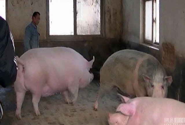 Chú lợn khổng lồ dài 2m, nặng 750kg, đoạt ngôi ‘Vua Hợi’ - ảnh 5