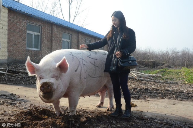 Chú lợn khổng lồ dài 2m, nặng 750kg, đoạt ngôi ‘Vua Hợi’ - ảnh 1