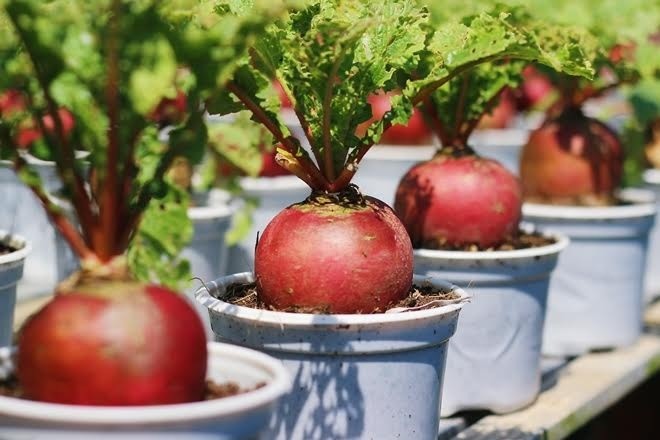 Rau củ vào chậu kiểng Tết hút hàng - ảnh 1