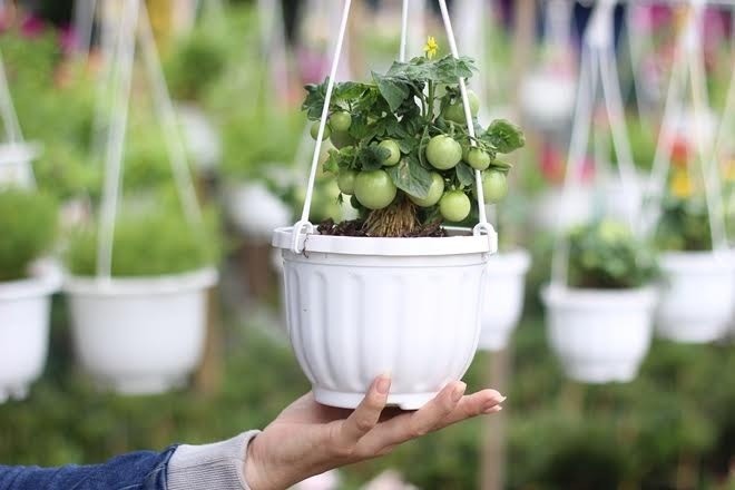 Rau củ vào chậu kiểng Tết hút hàng - ảnh 3