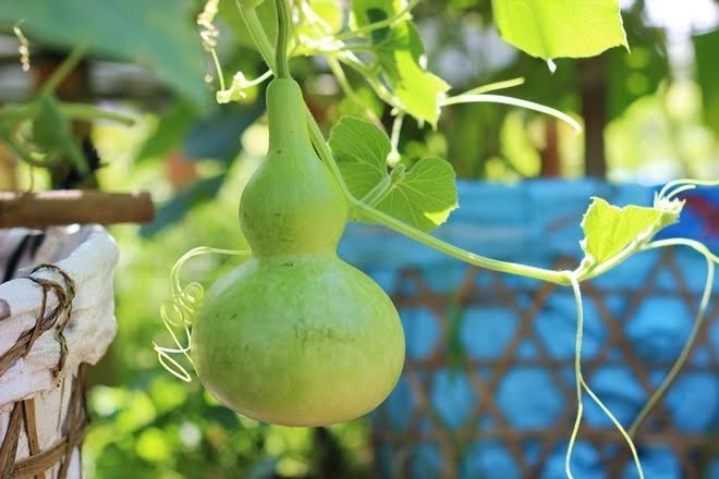 Rau củ vào chậu kiểng Tết hút hàng - ảnh 4