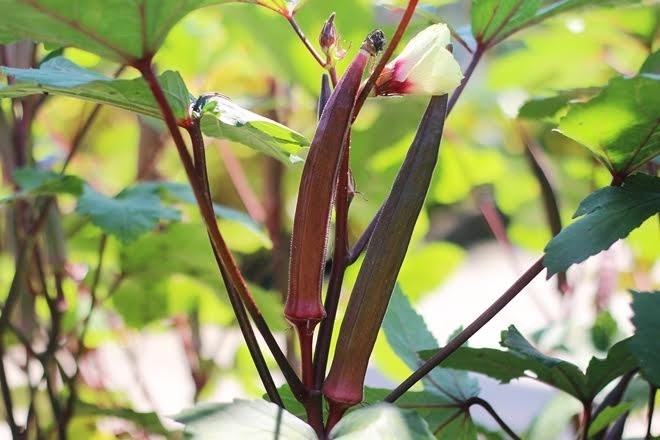 Rau củ vào chậu kiểng Tết hút hàng - ảnh 5