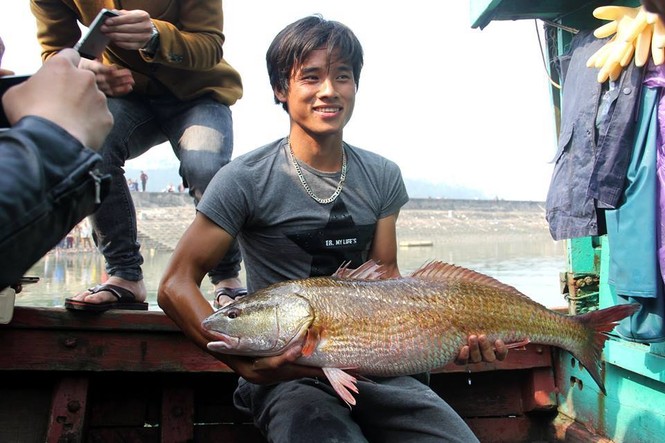 Cá sủ vàng 8,1 kg ở Nghệ An bán giá 15 triệu đồng - ảnh 1