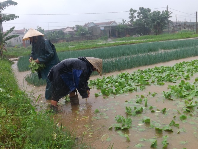 Nghệ An: Mưa lớn khiến hàng trăm ha hoa màu của nông dân bị ngập - ảnh 1