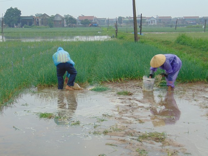 Nghệ An: Mưa lớn khiến hàng trăm ha hoa màu của nông dân bị ngập - ảnh 2
