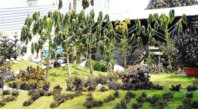 Rò rỉ khí amoniac, bốn người bị ngộ độc - ảnh 1