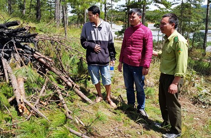Đà Lạt: Phát hiện vụ phá rừng thông lâu năm để lấy đất bán - ảnh 2