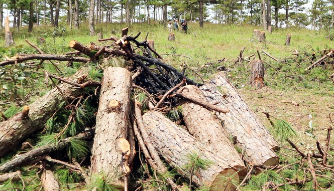 Đà Lạt: Phát hiện vụ phá rừng thông lâu năm để lấy đất bán - ảnh 3