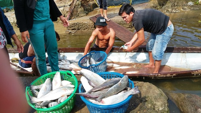 TT-Huế: Sau lũ, cá chết trắng lồng vùng cửa biển Thuận An - ảnh 1