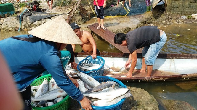 TT-Huế: Sau lũ, cá chết trắng lồng vùng cửa biển Thuận An - ảnh 2